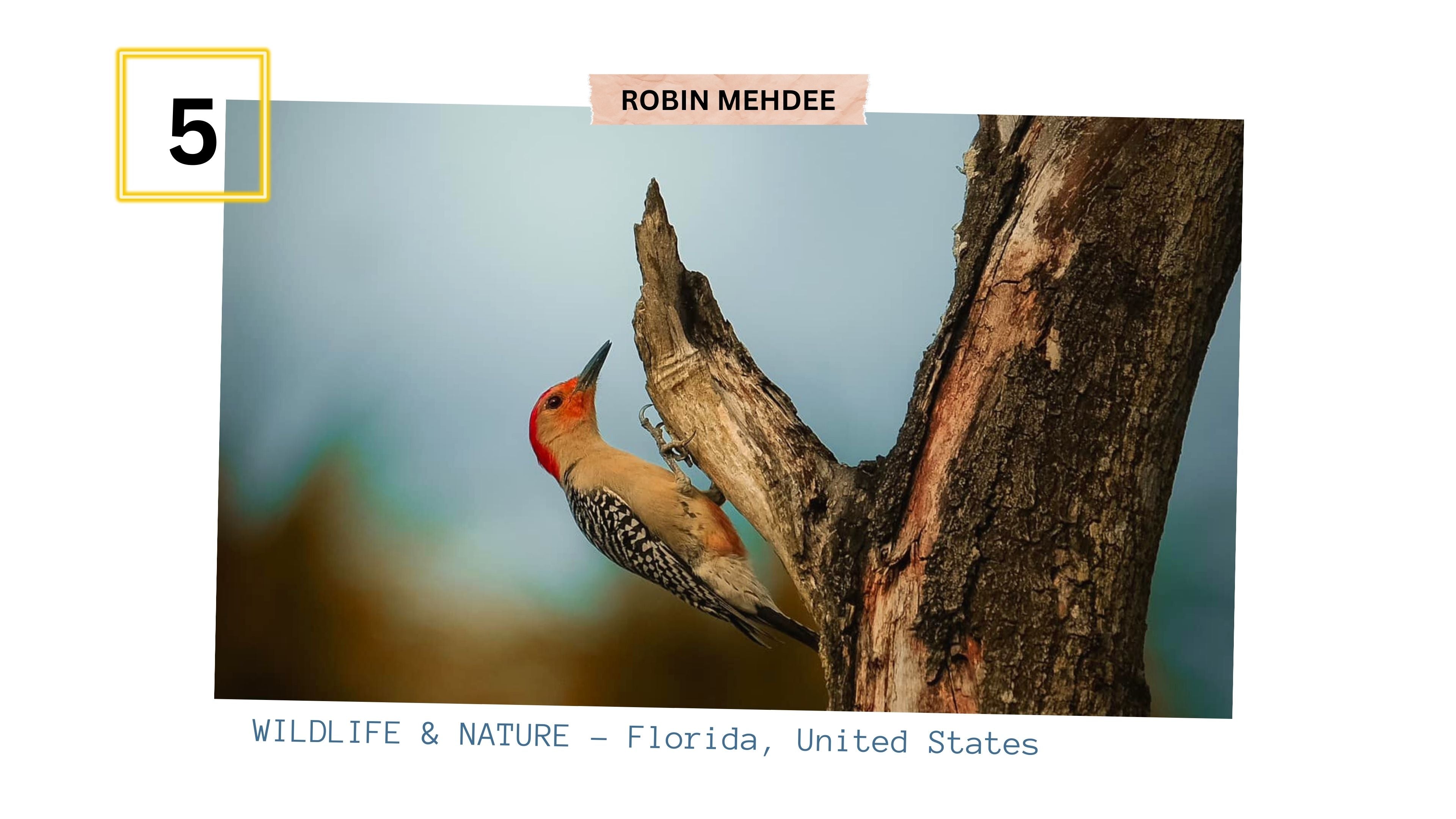 Load video: Wild Life &amp; Nature Video 4k by Robin Mehdee